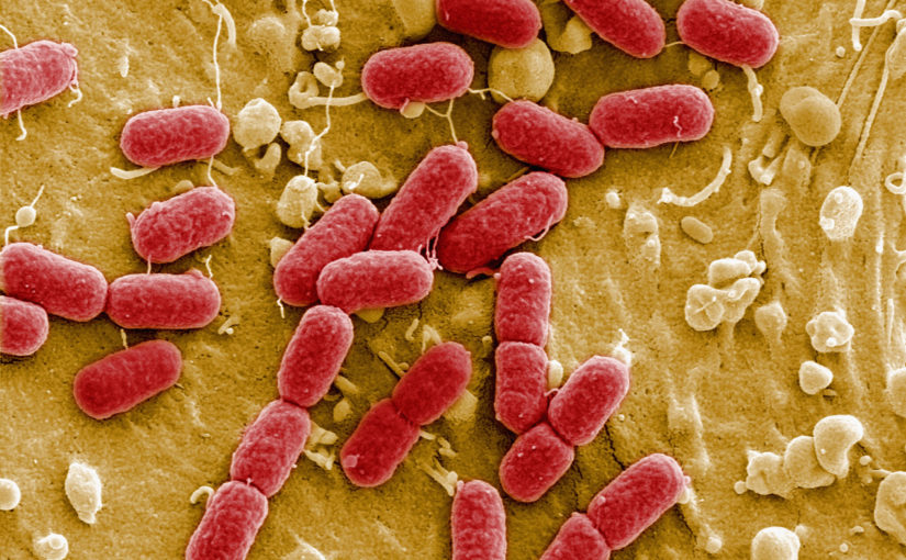 Certificate GENE-UP EHEC extended